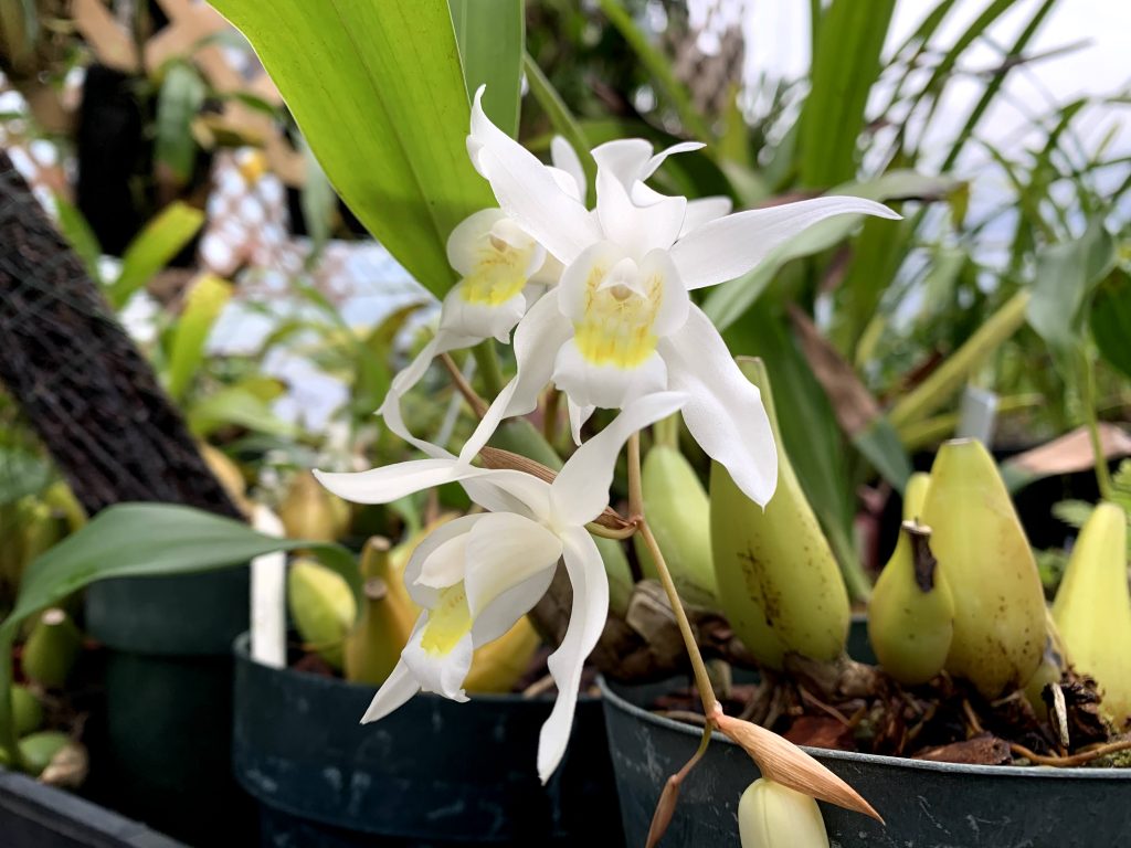white coelgyne orchid in a greenhouse