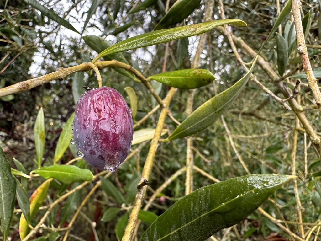 olive hanging off of a tree in Oregon after a rain storm