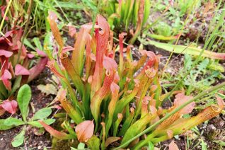 sarracenia in a bog